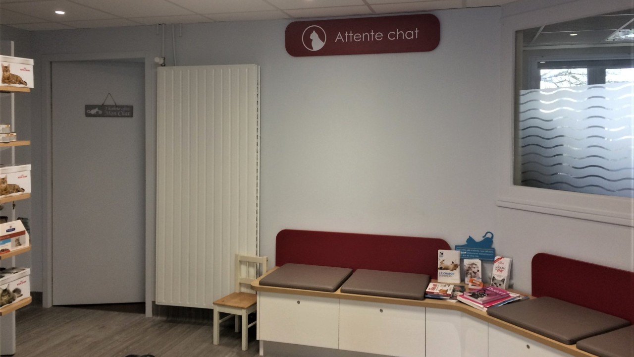 Salle d'attente chat